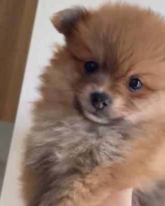 Spitz Pomerania