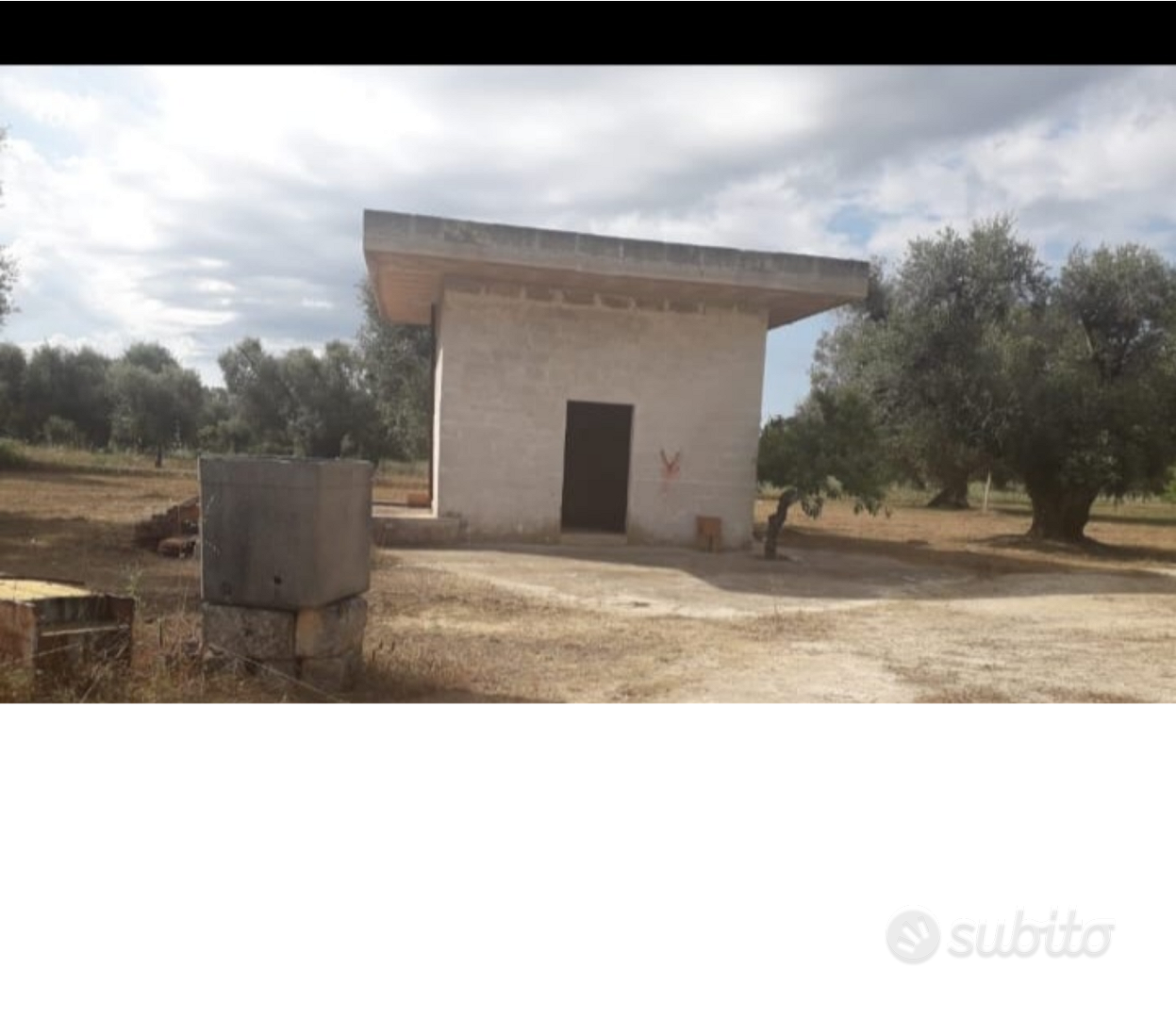 Alberi d'ulivo - Altro
