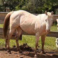 Disponibile per la Stagione di monta 2026