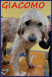 Giacomo, cane buono e tranquillo, 4 anni