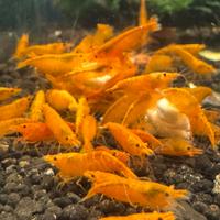 Caridina orange Davidi 10 esemplari