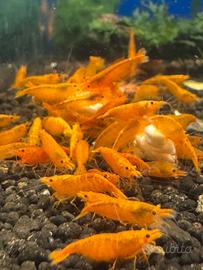 Caridina orange Davidi 10 esemplari