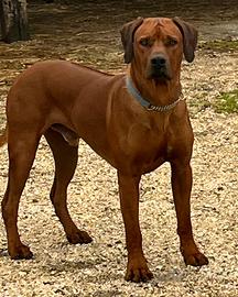 Rhodesian Ridgeback