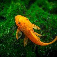 Pesci per acquario alta selezione