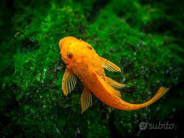 Pesci per acquario alta selezione