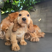 Cocker spaniel