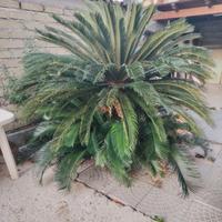 Pianta di giardino Cycas revoluta