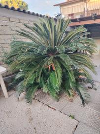 Pianta di giardino Cycas revoluta