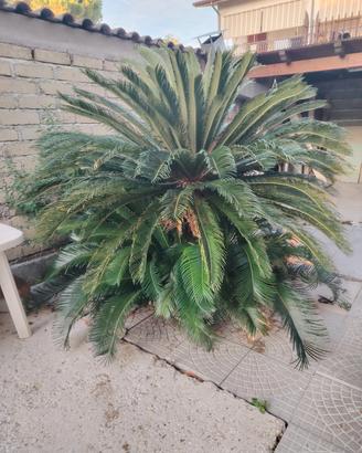 Pianta di giardino Cycas revoluta