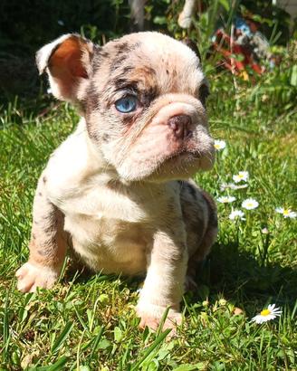 Bulldog inglese esotico