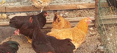 Galline