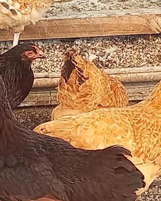Galline