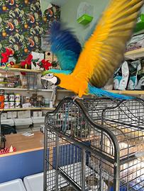 Ara ararauna allevata a mano