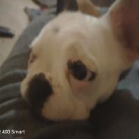 Bulldog francese femmina 7 mesi