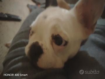 Bulldog francese femmina 7 mesi
