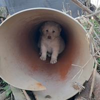 Cuccioli di pastore maremmano