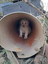 Cuccioli di pastore maremmano