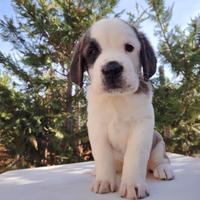 San Bernardo femmina pelo corto con pedigree