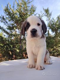 San Bernardo femmina pelo corto con pedigree