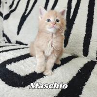 Maine Coon cuccioli