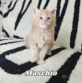 Maine Coon cuccioli