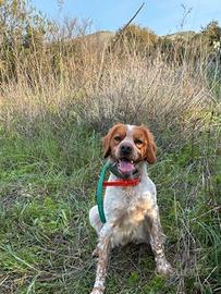 Cucciolata futura breton