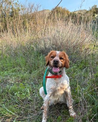Cucciolata futura breton