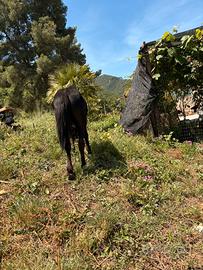 Pony