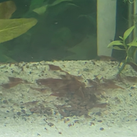 Sfoltimento neocardine red