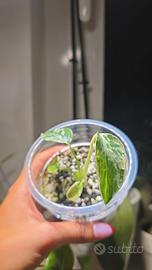 Monstera Bulbasaur (TC) n.19