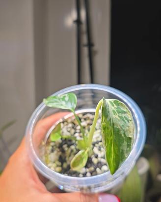 Monstera Bulbasaur (TC) n.19