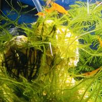 neocardine arancioni gamberetti per acquario 