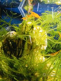 neocardine arancioni gamberetti per acquario 