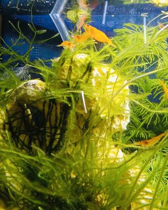 lotto 10 neocardine arancioni , per acquario 