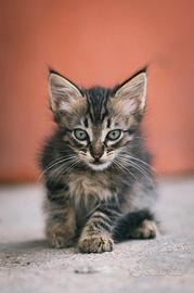 Gatti in adozione