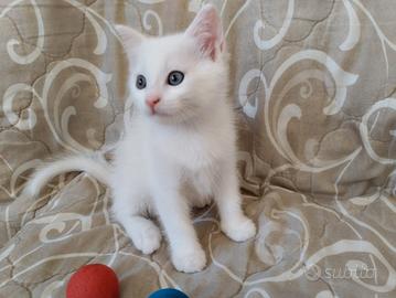 Gattini