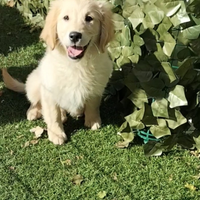 Golden retriever cuccioli