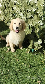 Golden retriever cuccioli