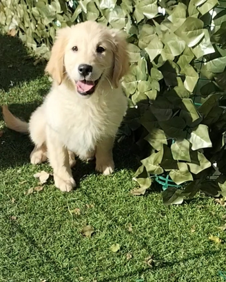 Golden retriever cuccioli