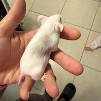 Topolino da compagnia