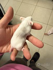 Topolino da compagnia