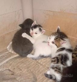 Gattini variopinti