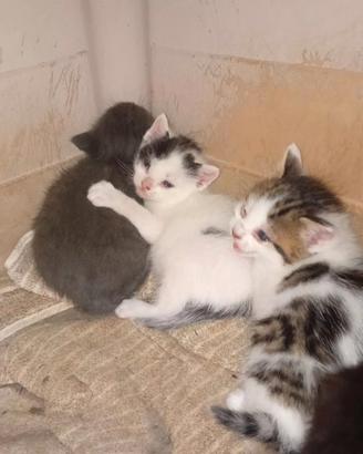 Gattini variopinti