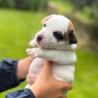 Cucciolo Jack Russell Terrier pedigree ROI