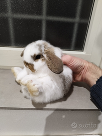 Coniglio nano ariete mini lop