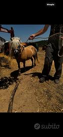 Pony