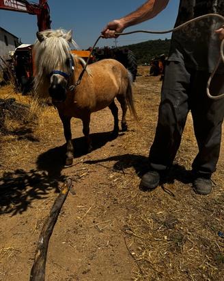 Pony