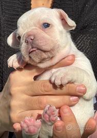 Super bulldog francesi