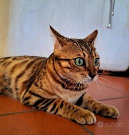Gattina Bengala di 9 mesi