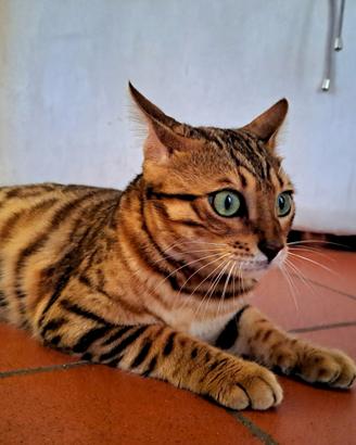 Gattina Bengala di 9 mesi